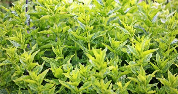 低光量の多肉植物の選び方と育て方、よくある誤解も解説