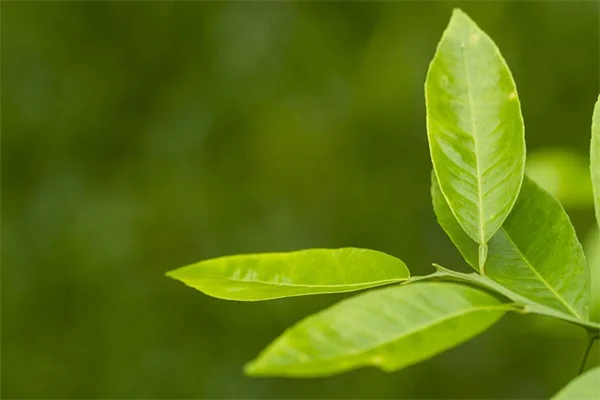 カネノナルキの植え替えはいつ？プロが教える成功のコツ