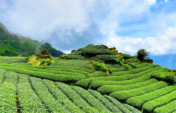 冬の室内植物、寒すぎるサインと移動のコツ5選